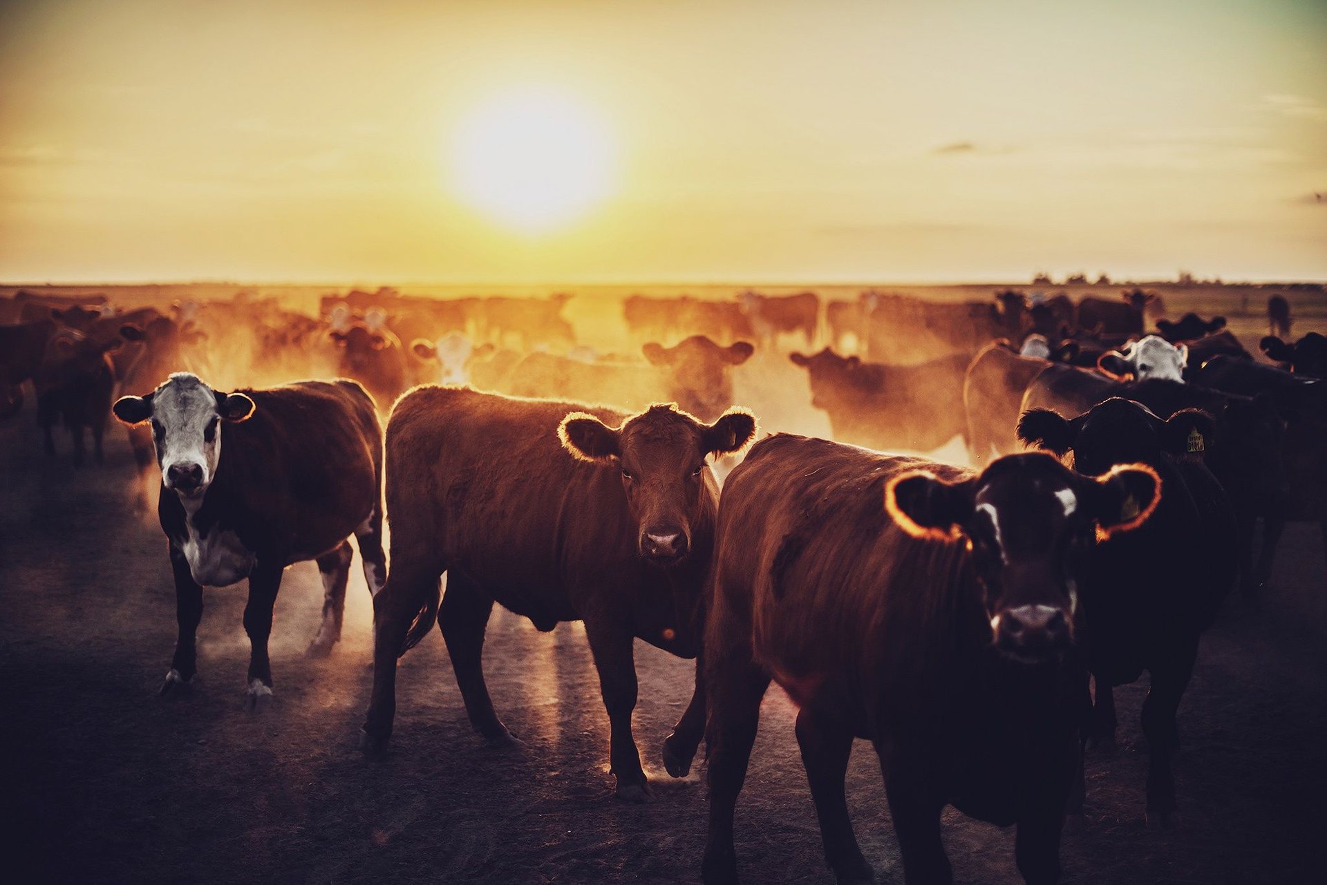 Australian feedlot at sunset